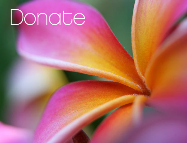 Donate | Catherine Ingram